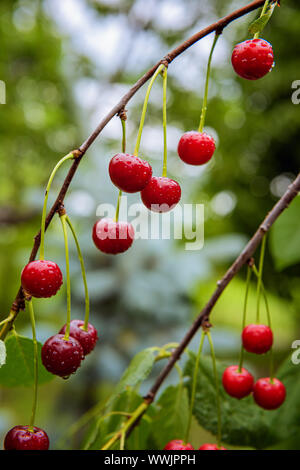 Vertical image de cerises rouges mûres entouré de feuilles vertes et couverts par les gouttes d'eau. Les fruits frais sont sur les branches d'arbres. Jardin vague à l'arrière Banque D'Images