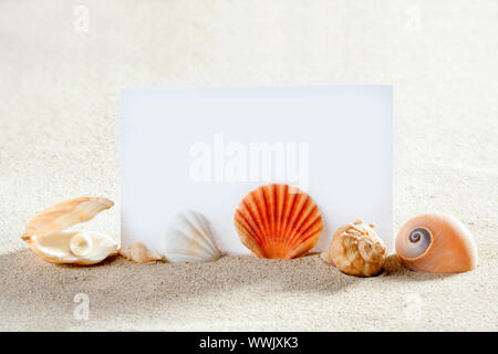 Concept de la plage blanche en plage de sable blanc avec des coquillages et des perles d'escargot de mer Banque D'Images