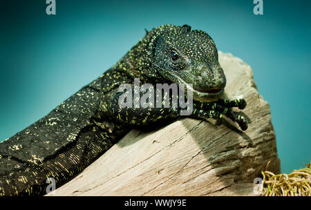 Varanus salvadorii est assis sur un arbre Banque D'Images