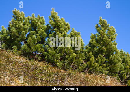 Pin des montagnes, Mountain Pine (Pinus mugo) Banque D'Images