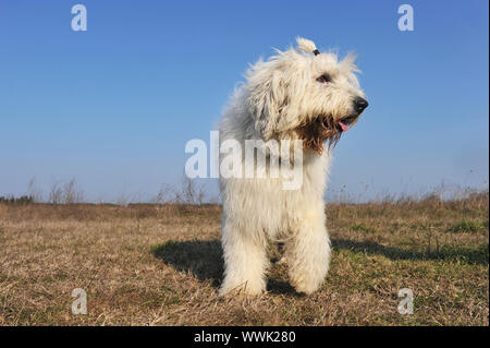 Old English Sheepdog race debout dans un champ Banque D'Images