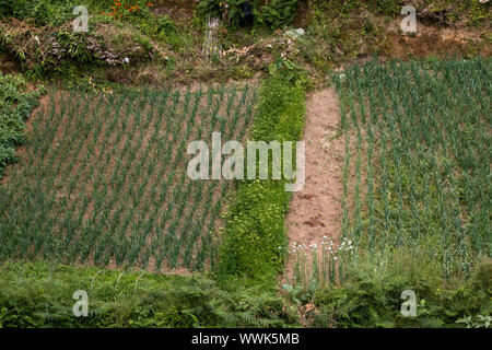 Des lignes droites de l'oignon et le persil dans une ligne d'entre d'eux. Petit jardin dans une colline. Maia, Sao Miguel, Açores, Portugal. Banque D'Images