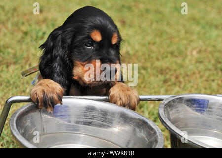 Portrait d'un chiot Cocker Anglais pure race, de boire dans un bol Banque D'Images