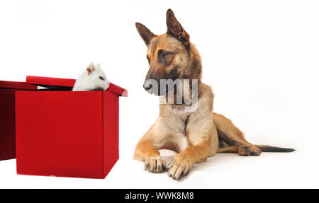 Portrait d'un chien de berger belge malinois pure race et blanc chaton Banque D'Images