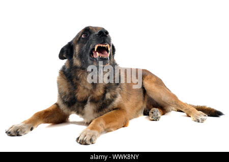 Berger belge malinois pure race angry in front of white background Banque D'Images