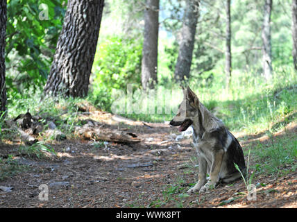 Portrait d'une race de chiot chien tchécoslovaque dans une forêt, même un loup sauvage... Banque D'Images
