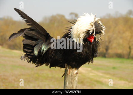 Polish crested poulet sur un bâton dans un champ Banque D'Images