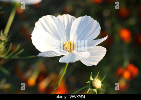 Close up capitule de tiny white Cosmea dans l'après-midi la lumière. Banque D'Images