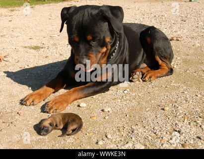 Les très jeunes chiots rottweiler et Berger Belge Banque D'Images