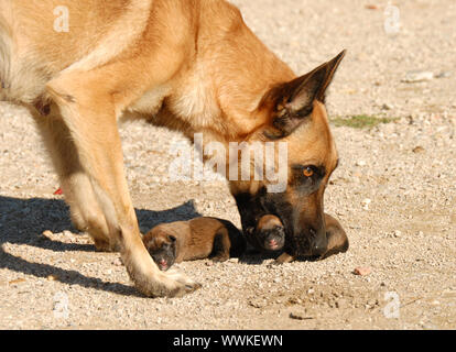 Berger belge femelle et ses très jeunes chiots un jour Banque D'Images