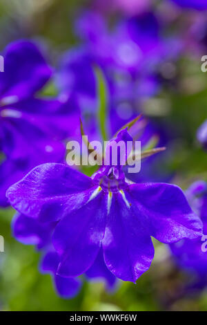 Les hommes loyaux (Lobelia erinus), close-up view Banque D'Images