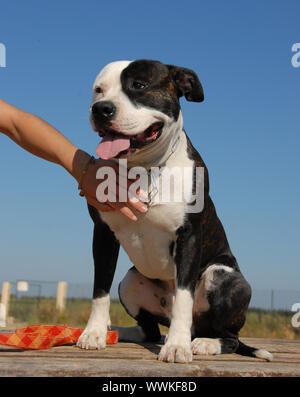 Portrait d'une belle race American Staffordshire terrier avec femme. Banque D'Images