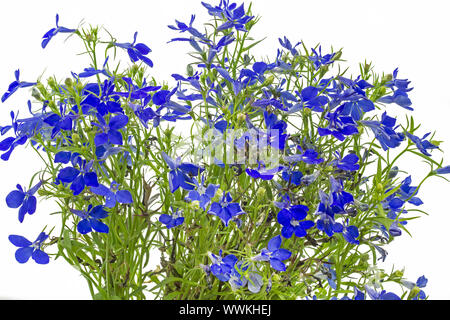 Les hommes loyaux (Lobelia erinus), close-up view Banque D'Images