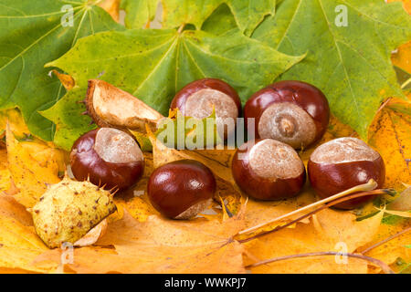 Feuilles aux couleurs automnales et aux châtaignes Banque D'Images