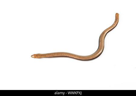 Close-up of a slow-worm blindworm Banque D'Images