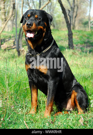 Portrait d'un rottweiler pure race dans un jardin Banque D'Images