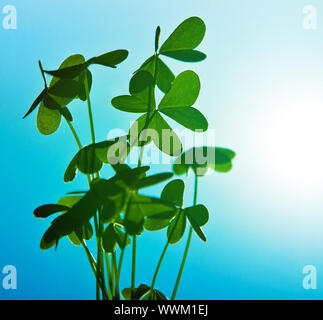 Clover au ciel bleu, vert, plante fraîche shamrock abstract floral fond naturel, image, nature printemps Banque D'Images