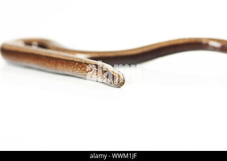 Close-up of a slow-worm blindworm Banque D'Images