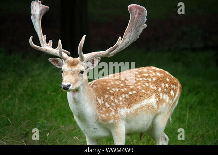 Cerf daim Banque D'Images