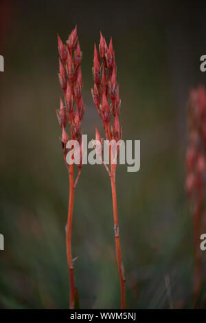 (Narthecium ossifragum Bog asphodel) seedhead, Dumfries, Ecosse SW Banque D'Images