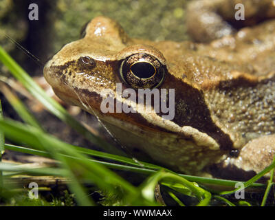 Grenouille commune européenne Banque D'Images