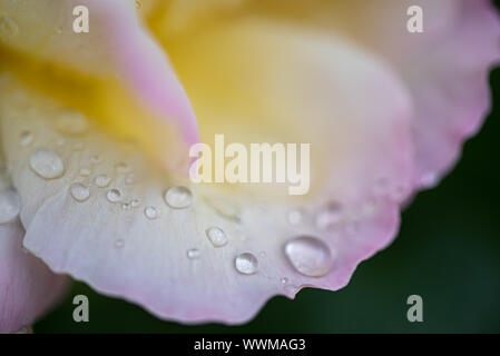 Belle couleur rose et blanc pétale de rose avec des gouttes d'eau sur elle Banque D'Images