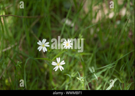 Fleurs blanches sauvages dans la forêt de Halle Banque D'Images