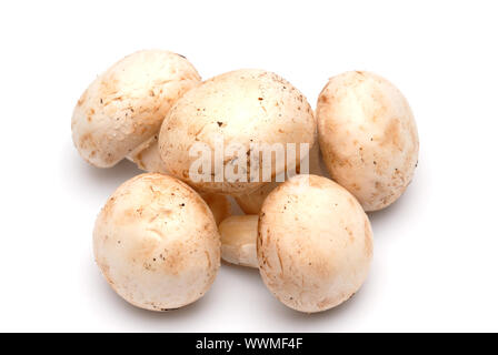 Cinq champignons de champignons sur un fond clair Banque D'Images