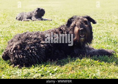 Bouvier des Flandres de race pure dans l'herbe Banque D'Images