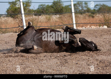 Cheval de race cheval minorquine prm outdoor rolling Banque D'Images