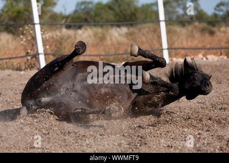 Cheval de race cheval minorquine prm outdoor rolling Banque D'Images