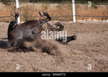 Cheval de race cheval minorquine prm outdoor rolling Banque D'Images