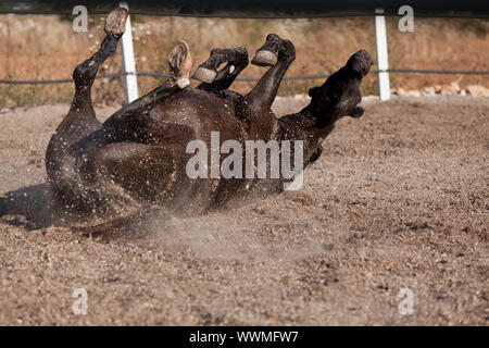 Cheval de race cheval minorquine prm outdoor rolling Banque D'Images