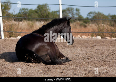 Cheval de race cheval minorquine prm outdoor rolling Banque D'Images