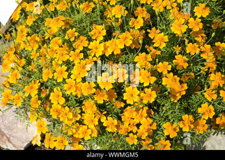 Tag épices, marigold tenuifolia Banque D'Images