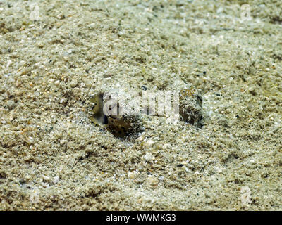 Kuhl's stingray (Neotrygon kuhlii) Banque D'Images