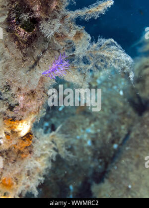 (Nudibranche Flabellina affinis) Banque D'Images