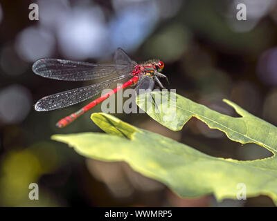 Grande libellule Pyrrhosoma nymphula (rouge) Banque D'Images