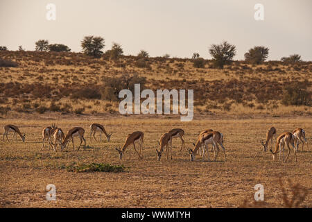 Un troupeau de Springbok paissant sur une rivière sèche du désert B 4385 Banque D'Images