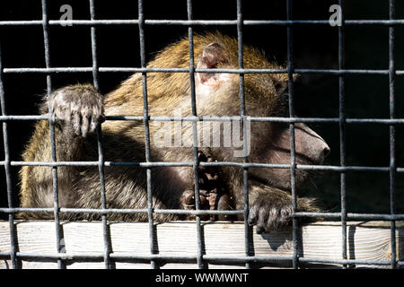 L'orang-outan triste verrouillé en cage. Un singe dans un zoo. Banque D'Images