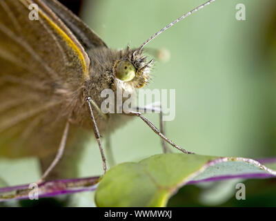 Small White (Pieris rapae) Banque D'Images