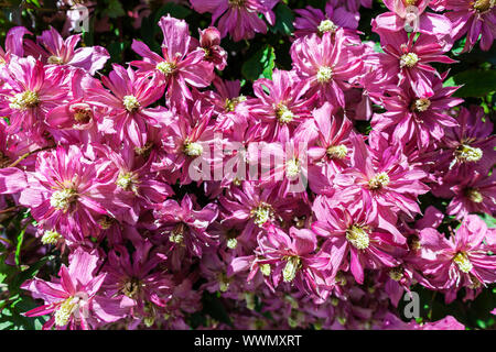 Clematis montana 'Broughton Star', une double fleur rose plante de jardin ornemental d'escalade. Banque D'Images