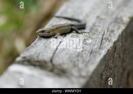 Lézards Zootoca vivipara, forêt, montagne, Lacerta vivipara, lézard lézard Moor Banque D'Images