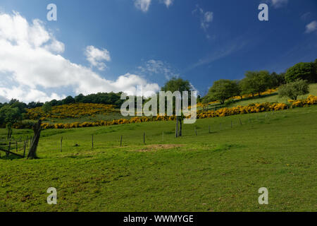 Fleur de genêt dans le parc national de l'Eifel, Allemagne Banque D'Images