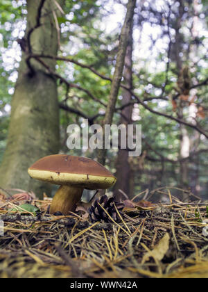 Bay bolet (Imleria badia) Banque D'Images