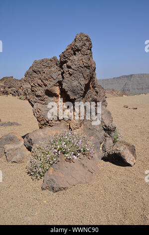 San José Mines, Teneriffa Banque D'Images