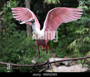 Roseate Spoonbill oiseau avec ses ailes propagation percher sur une branche profitant de son environnement et de l'environnement. Banque D'Images