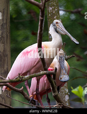 Couple d'oiseaux Spatule rosée dans la parade nuptiale et la perche sur une branche bénéficiant de son et de l'environnement. Banque D'Images