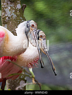 Roseate Spoonbill couple d'oiseaux à proximité en profitant de son environnement et de l'environnement. Banque D'Images