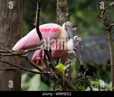 Roseate Spoonbill couple d'oiseaux dans la parade nuptiale se percher sur une branche bénéficiant de son et de l'environnement. Banque D'Images